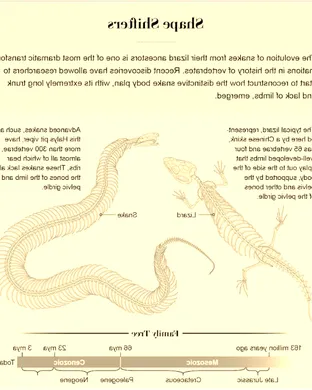 Evolution of a Snake